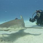 Kit pédagogique Requin Longitude 181 / PROBIOM