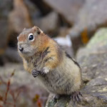 Le tamia, explorateur des forêts canadiennes et acteur clé de l'écosystème