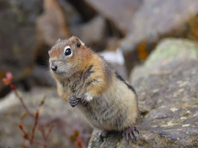 Le tamia, explorateur des forêts canadiennes et acteur clé de l'écosystème