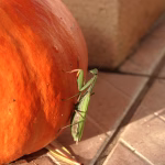 Les mantes religieuses géantes d'Asie s'installent durablement en Europe