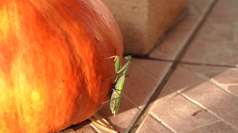 Les mantes religieuses géantes d'Asie s'installent durablement en Europe