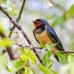 Mantes-la-Jolie: municipales 2026 2e tour, la droite battue à plate couture