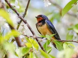 Mantes-la-Jolie: municipales 2026 2e tour, la droite battue à plate couture