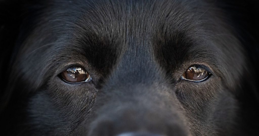 Comprendre pourquoi votre chien cligne des yeux en vous regardant