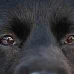 Comprendre pourquoi votre chien cligne des yeux en vous regardant