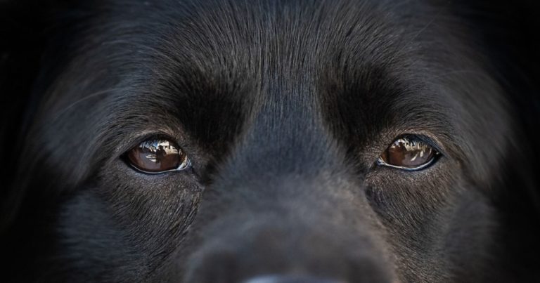 Comprendre pourquoi votre chien cligne des yeux en vous regardant
