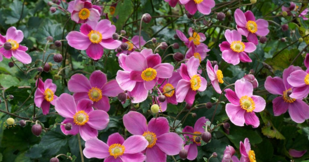 Plantez ces magnifiques plantes sans attendre les Saints de glace