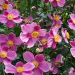 Plantez ces magnifiques plantes sans attendre les Saints de glace