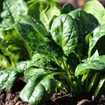 Potager : 4 légumes à récolter en 30 jours après le semis