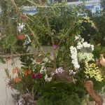 Orchid Expo : les passionnés d’orchidées au rendez-vous à Fort-de-France