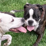 Trois membres d'une même famille hospitalisés après avoir été mordus par les chiens d'un proche