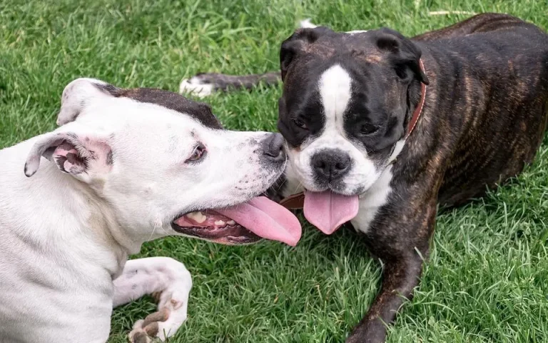 Trois membres d'une même famille hospitalisés après avoir été mordus par les chiens d'un proche