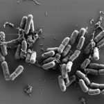 Les protéines du sang : rôle clé dans la lutte contre la bactérie de la peste - Institut Pasteur