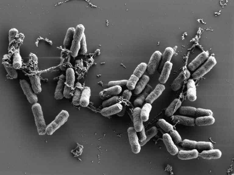 Les protéines du sang : rôle clé dans la lutte contre la bactérie de la peste - Institut Pasteur