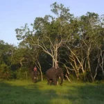 L'Indonésie interdit les promenades à dos d'éléphant pour protéger les animaux.