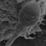 A close up of a sperm cell.