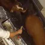 Révélations de L214 : réaction des professionnels face aux pratiques de l'abattoir de Martinique