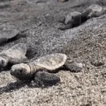 Tortues marines : début de la saison de ponte en Martinique
