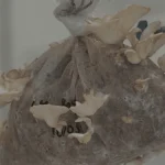 VIDEO. Champignons de Martinique : une filière prometteuse prête à éclore