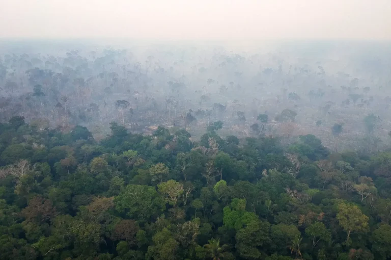 Lula annonce un plan au Brésil pour éradiquer la déforestation et réduire les émissions de 67 %