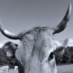 Une grande vacherie : enquête sur les pratiques controversées de l'industrie laitière