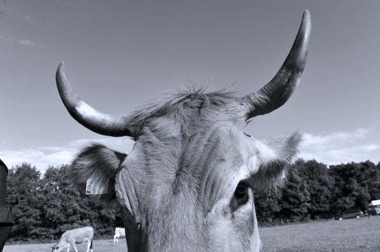 Une grande vacherie : enquête sur les pratiques controversées de l'industrie laitière