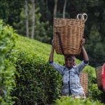 Exportations de thé kényan vers le Moyen-Orient stoppées : se préparer au pire