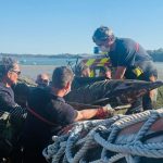 Des dauphins communs échoués dans la Rance sauvés par les pompiers et Al Lark