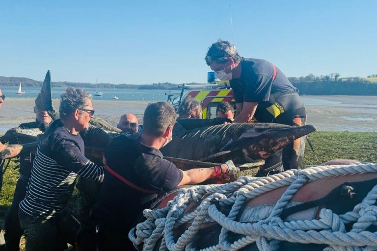 Des dauphins communs échoués dans la Rance sauvés par les pompiers et Al Lark