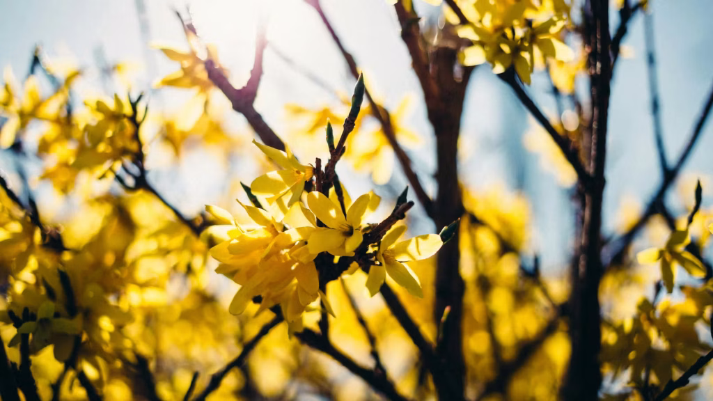 Météo : quelles prévisions pour le printemps dans les jours à venir ?