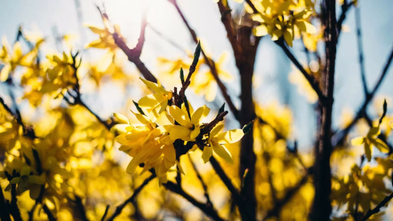 Météo : quelles prévisions pour le printemps dans les jours à venir ?