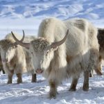 Kirghizstan : des yaks blancs, symbole de la renaissance de l'élevage ancestral
