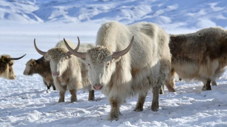 Kirghizstan : des yaks blancs, symbole de la renaissance de l'élevage ancestral