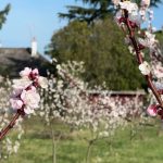 Un "faux printemps" : le réveil précoce de la végétation fait craindre un épisode de gel tardif dans les vignobles et vergers