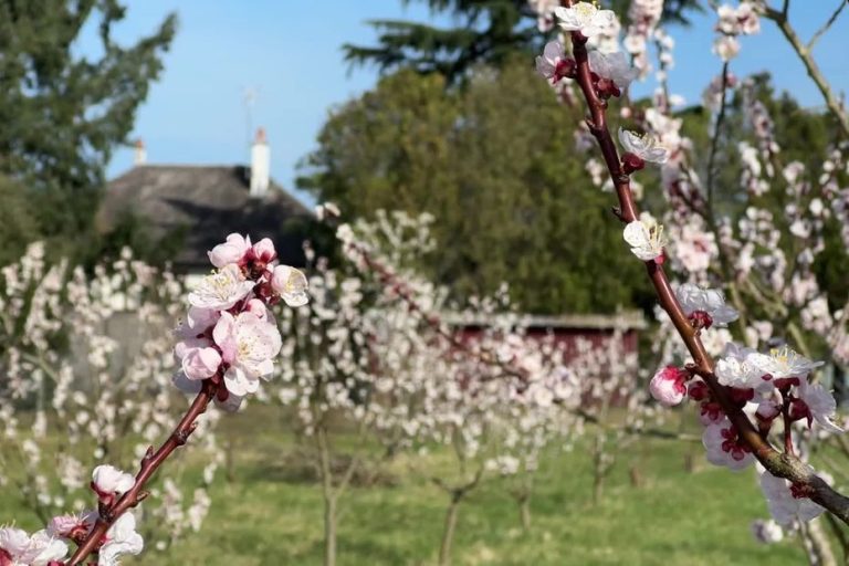 Un "faux printemps" : le réveil précoce de la végétation fait craindre un épisode de gel tardif dans les vignobles et vergers