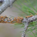 Lutte contre les chenilles processionnaires - Ville de Rambouillet