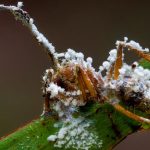 Une fourmi définitivement figée par un champignon parasite, sur une feuille. Elle est recouverte de moisissures blanches.