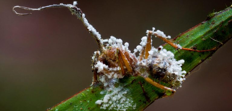 Une fourmi définitivement figée par un champignon parasite, sur une feuille. Elle est recouverte de moisissures blanches.