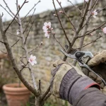Amandes rares sur votre amandier ? Découvrez l'erreur qui nuit à vos récoltes