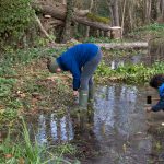 Bouturage sur zone redevenue humide