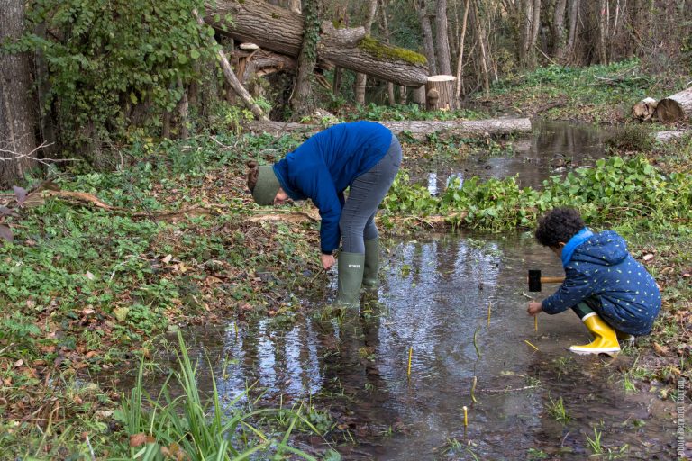 Bouturage sur zone redevenue humide