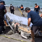 Une marée noire mystérieuse non circonscrite touche la côte est du Mexique