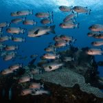 La Papouasie-Nouvelle-Guinée interdit la consommation de poisson après la mort de milliers d’animaux