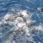 Des images inédites d'un cachalot en train de mettre bas pour la recherche scientifique