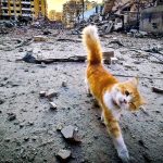 Illustration de l'article