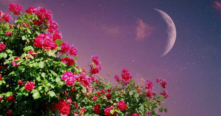 Nouveau départ : la Nouvelle Lune du 19 mars transforme nos vies