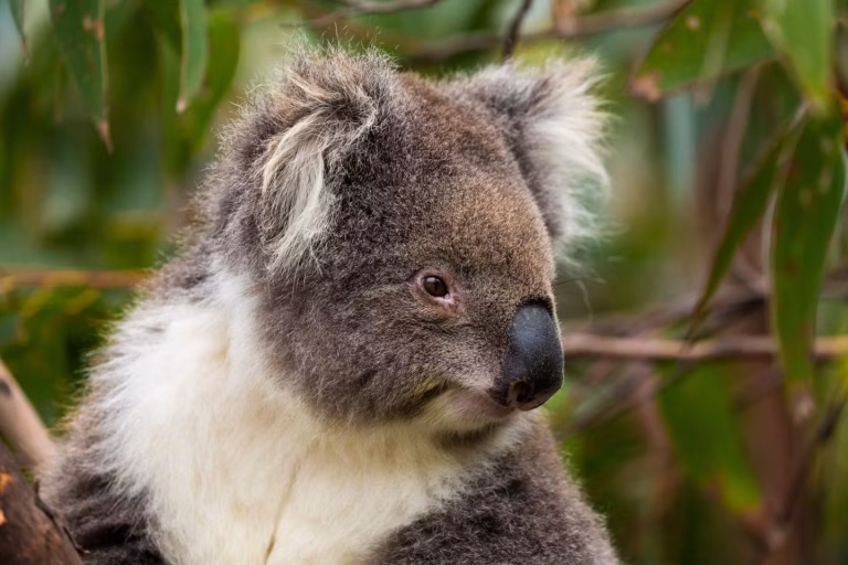 Les koalas de l'État de Victoria en Australie : des survivants génétiques