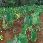 [MAGAZINE] Maintenir la culture des taros d'eau à Ouvéa et en Nouvelle-Calédonie