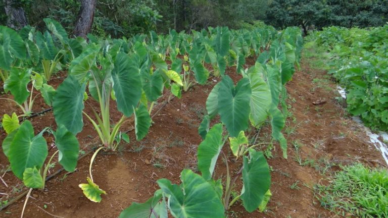 [MAGAZINE] Maintenir la culture des taros d'eau à Ouvéa et en Nouvelle-Calédonie