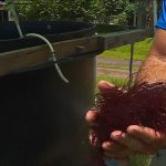 Outre-Mer : Les algues, une filière en développement pour la Polynésie